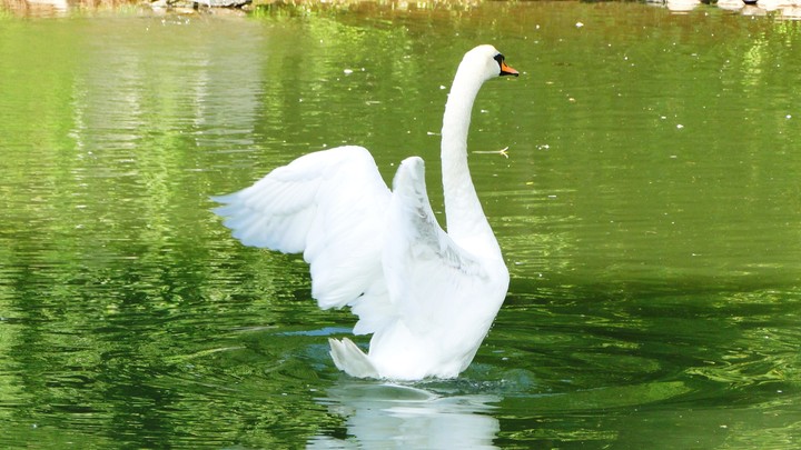 i belive i can fly