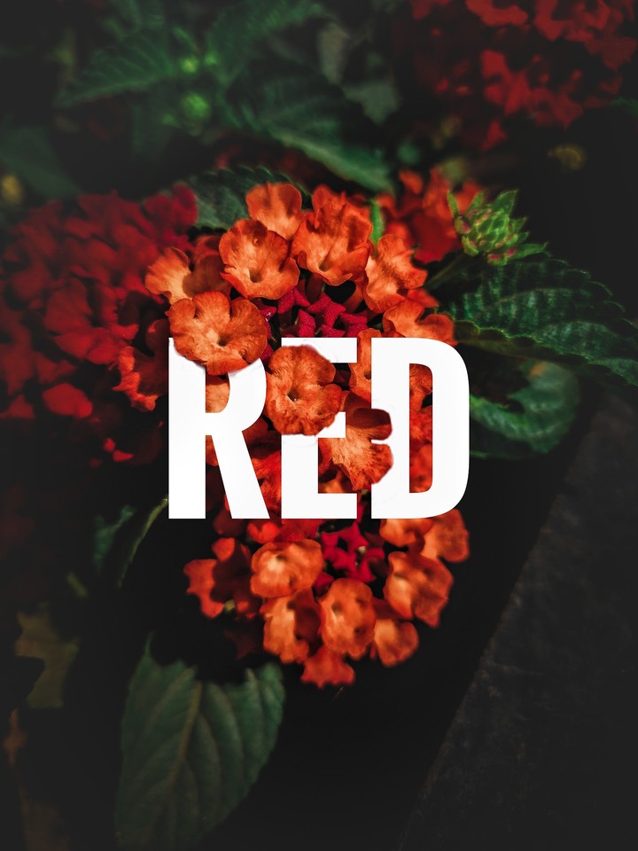 RED FLOWERS