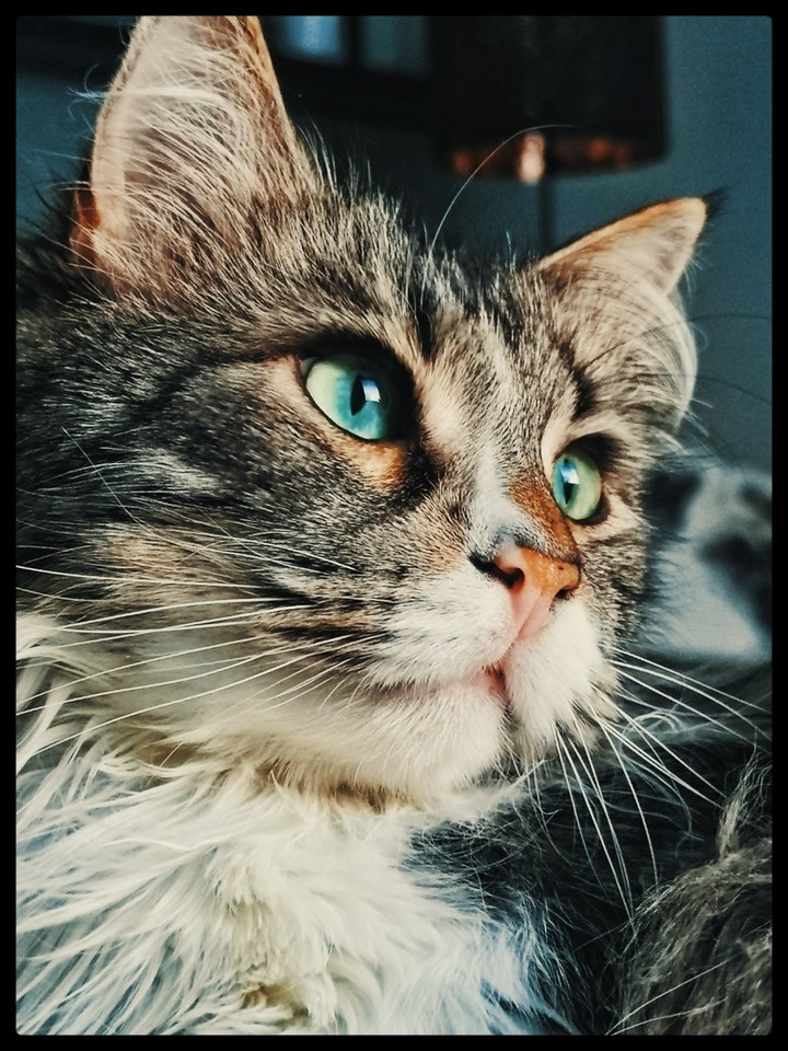 Cooper