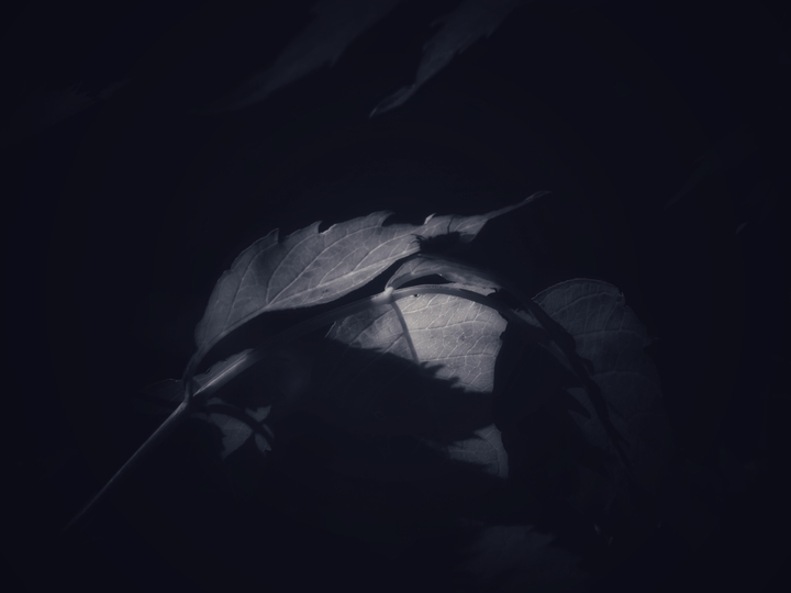 black and white leaves