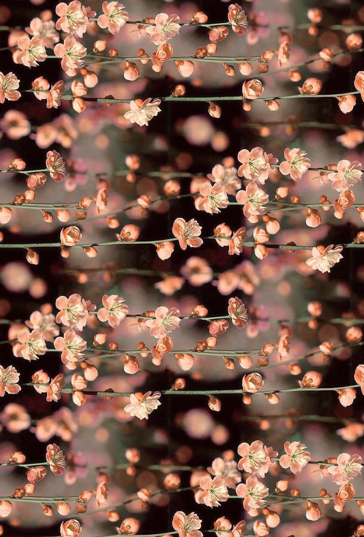 blossoms