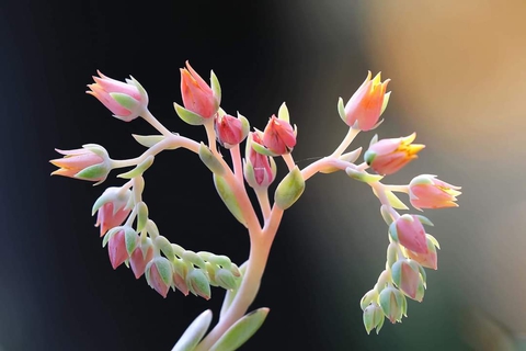 шпалери Art, Blossom