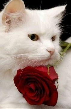 kat