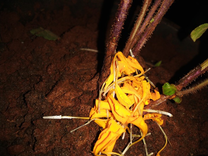 Tulsi with Marigold