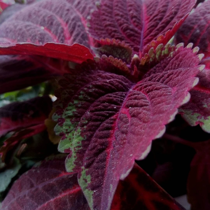 red leaves