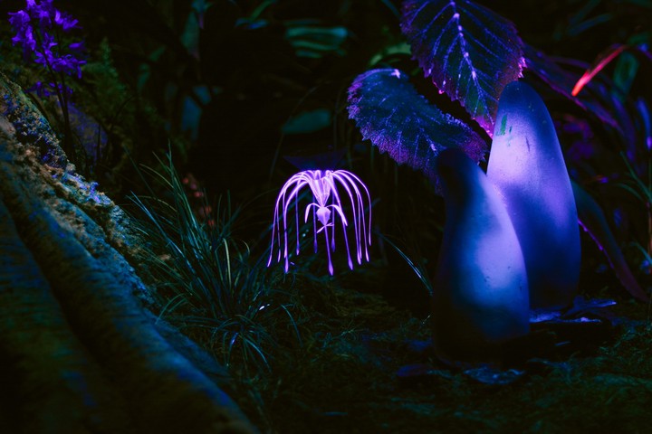 plants