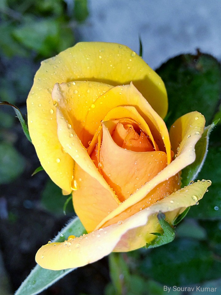 rose
