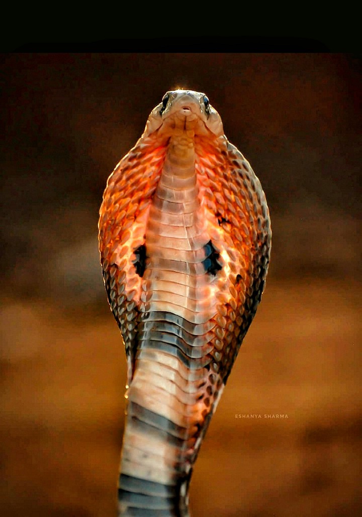 Behind the King Cobra Hood A Setting