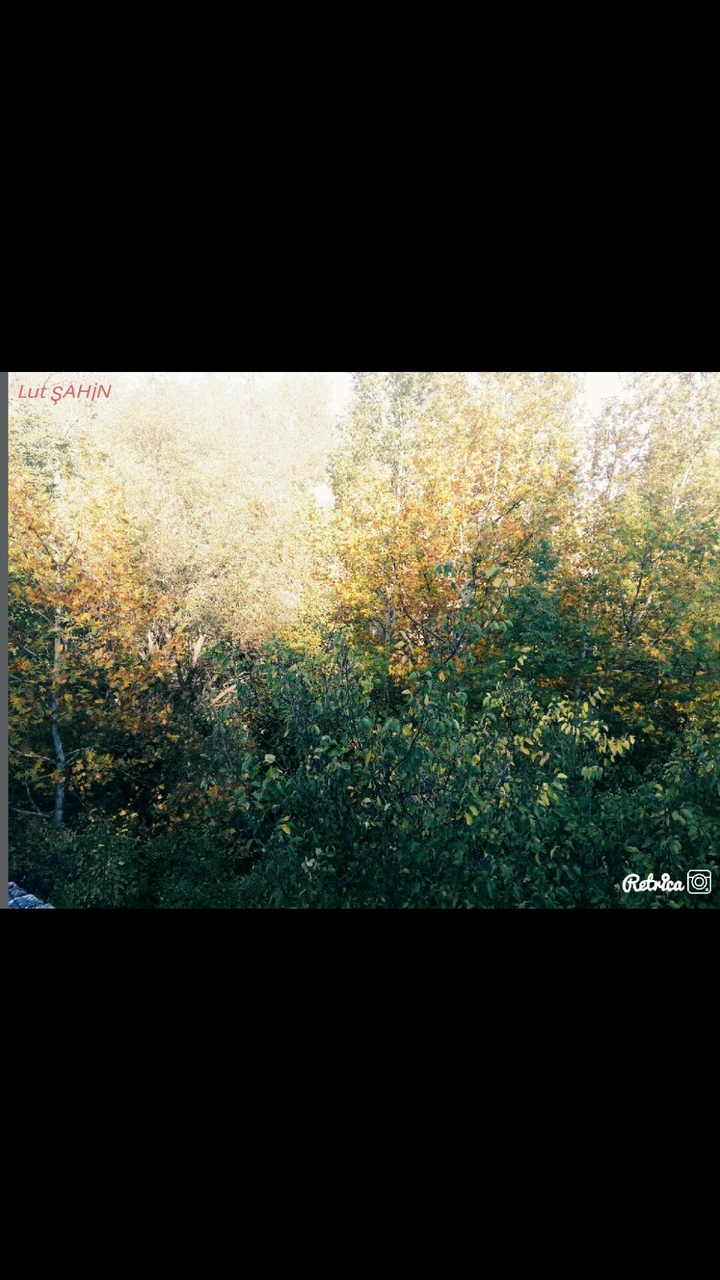 Orman- Forest