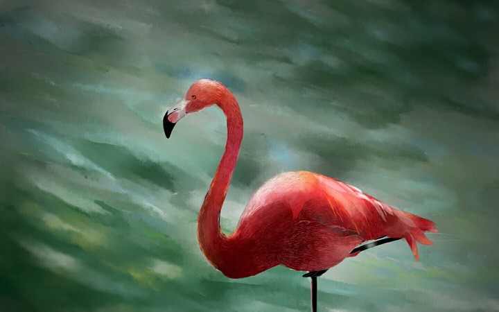 Drawing flamingo