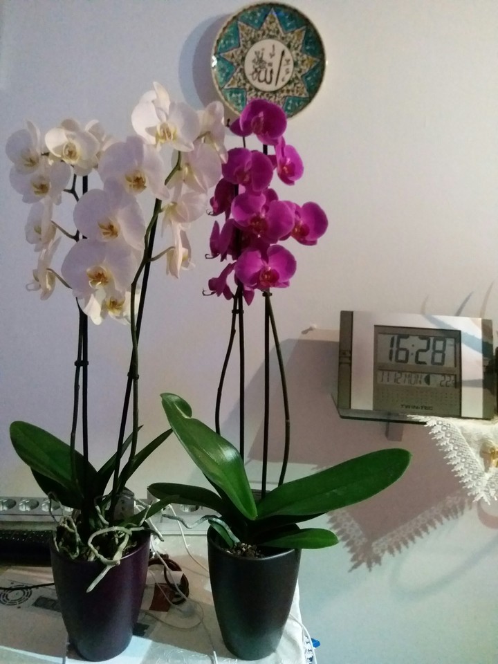 My beutiful flowers ;)