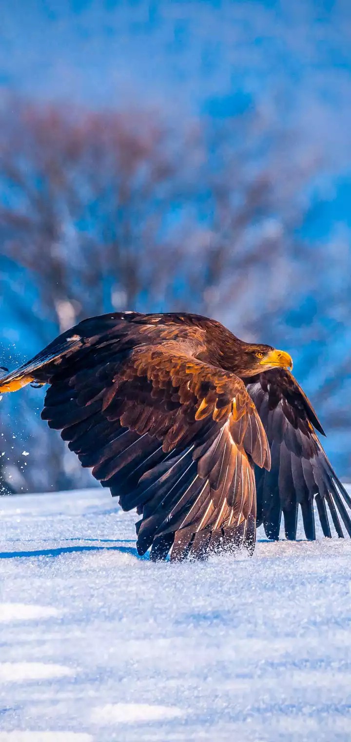 eagle