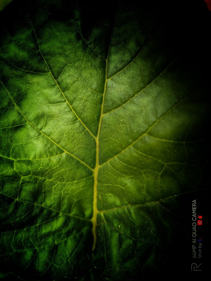 leaf