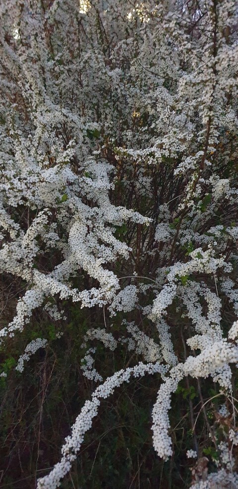 spring, Blossom桌布