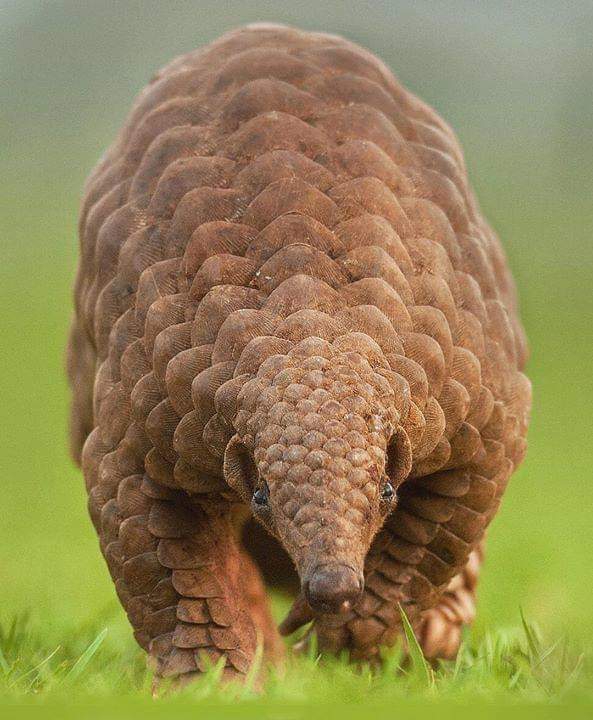 vida