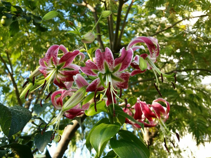Lily