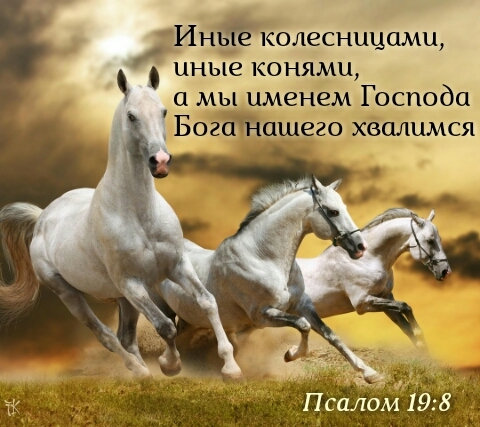 horses