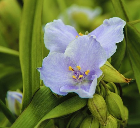тапети bluejacket, grass