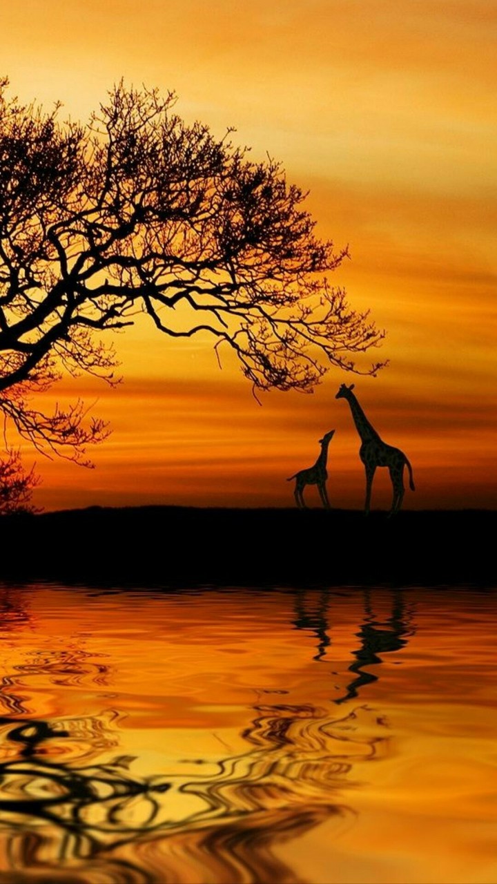 animal's