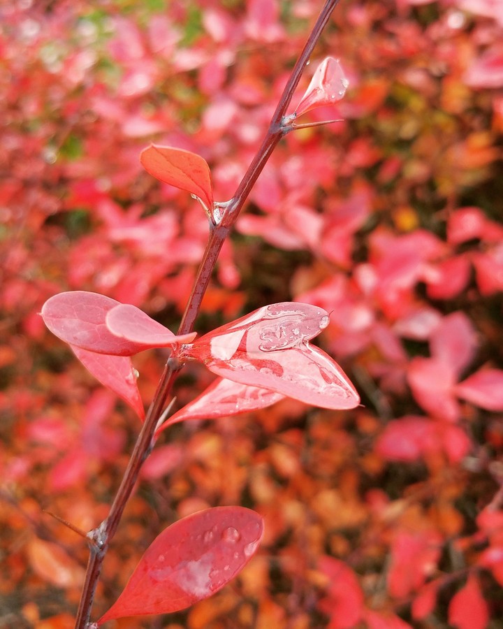 red