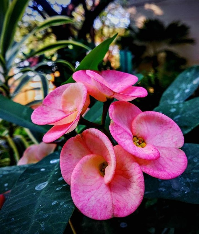 Euphorbia