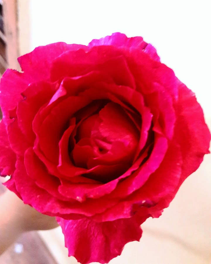 roses are red