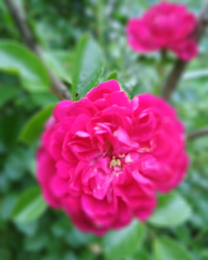 rose