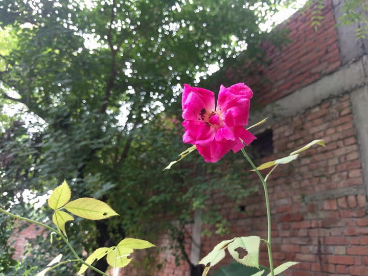 Rose Flower