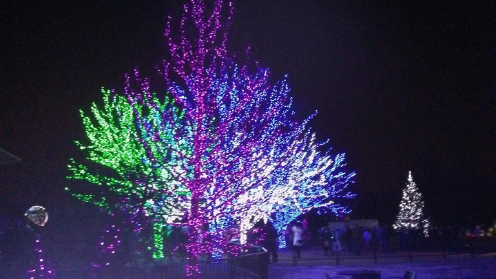 Magical Arboretum