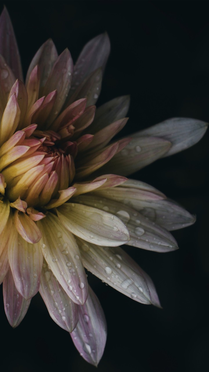 ‌ Flower