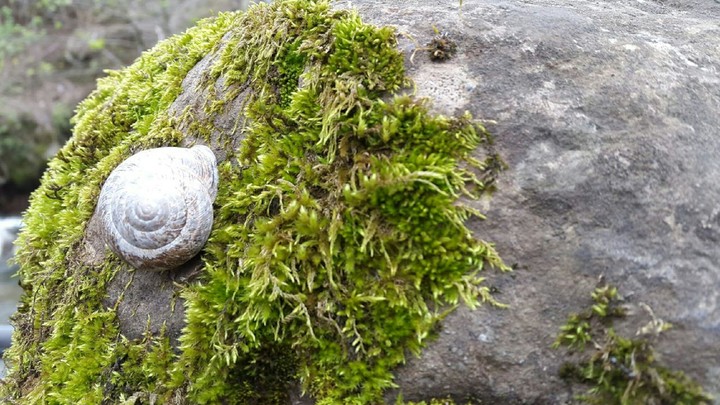 snail