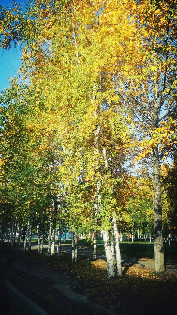 осень