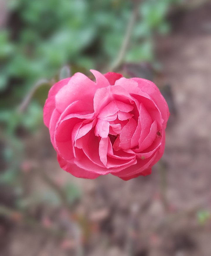 rose