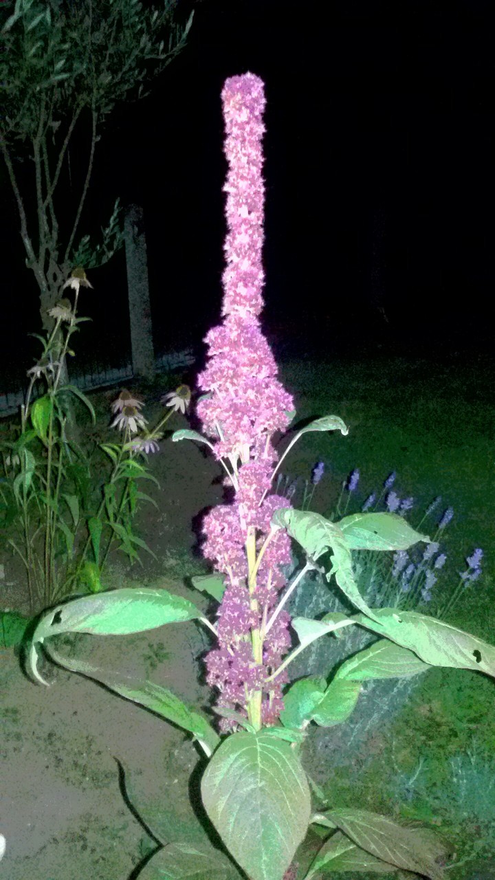 Misterious plant....