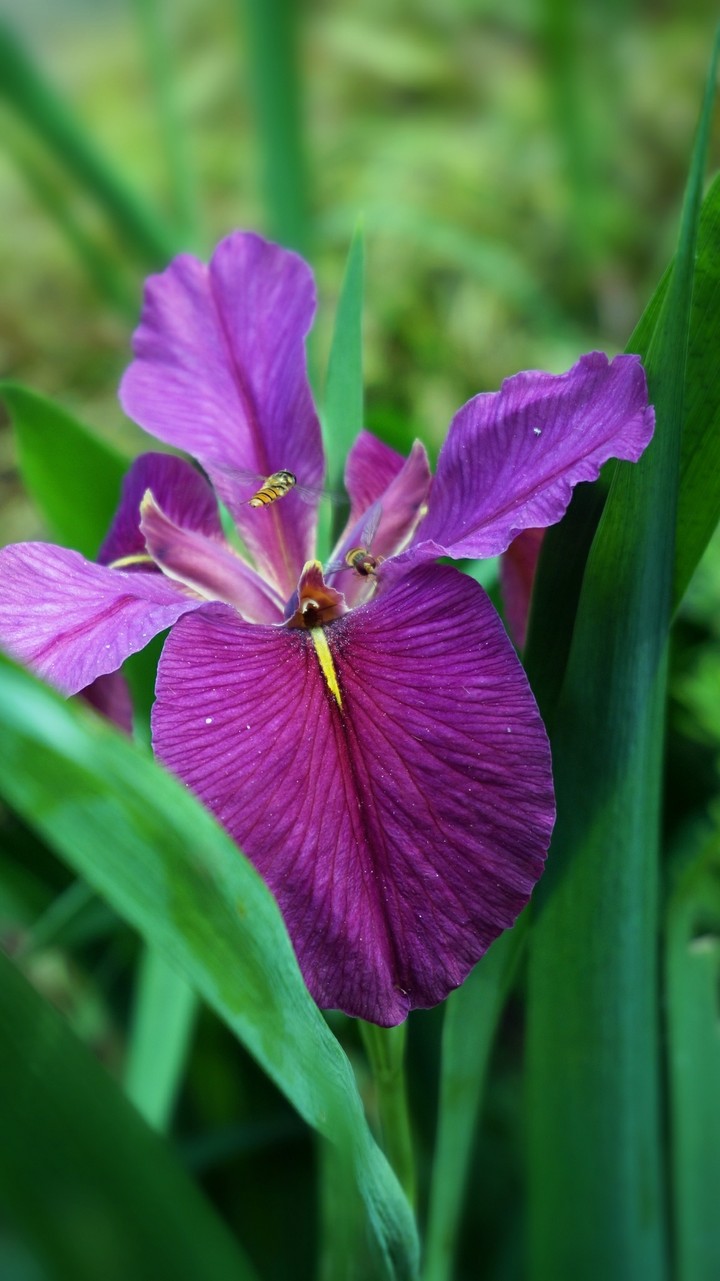 Iris ensata ❤