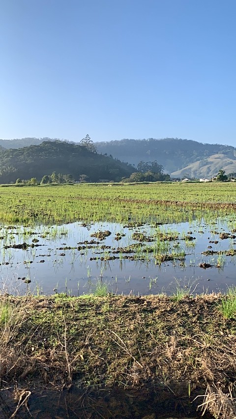 평야, 잔디 배경화면