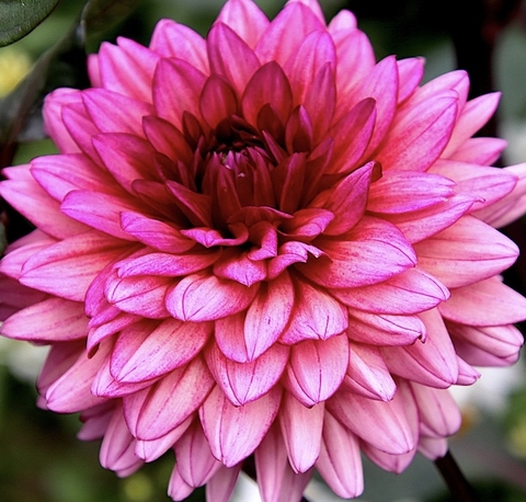 Pink Flower