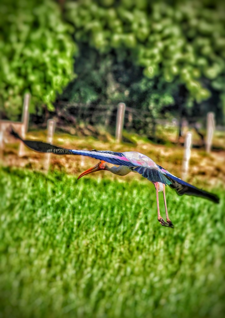 flying