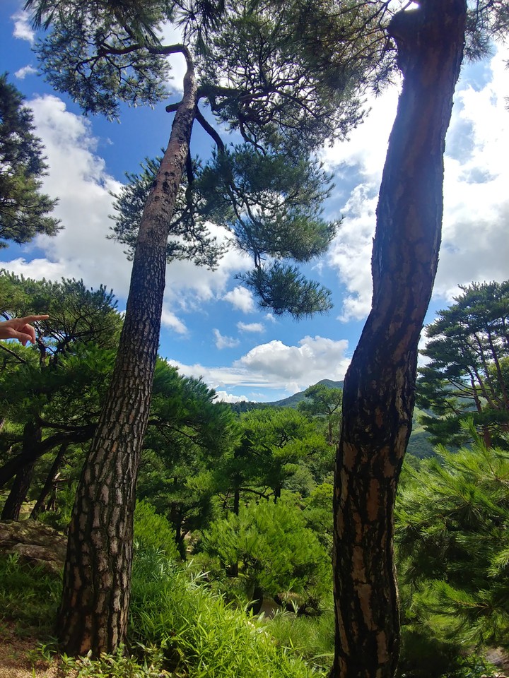 수목원 arboretum
