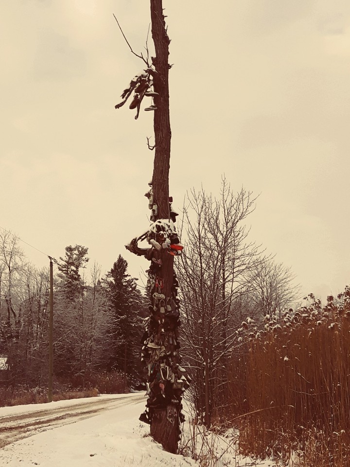 Tree Of Shoes