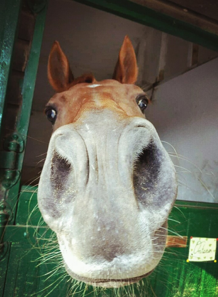 cavallo