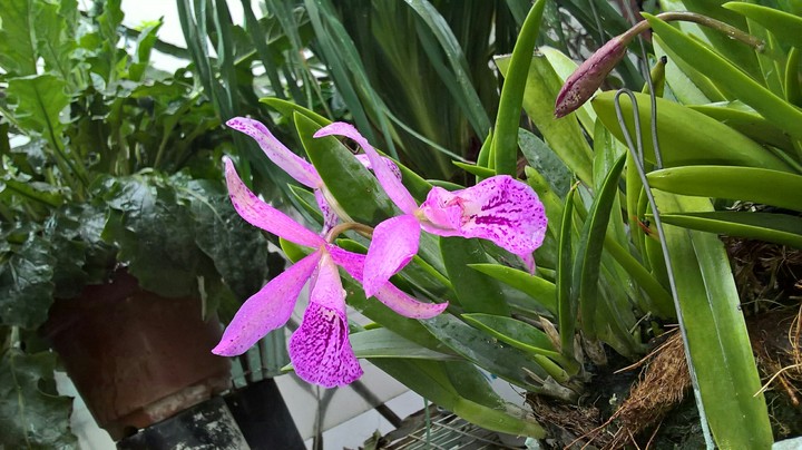 My orchids