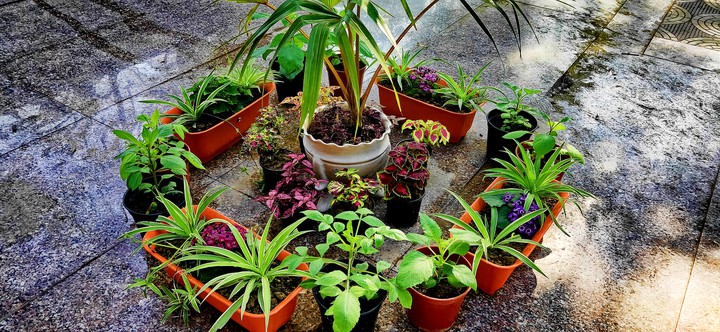 plants