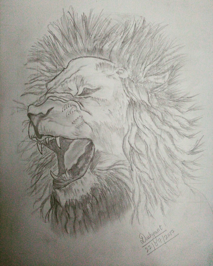 sketch of lion