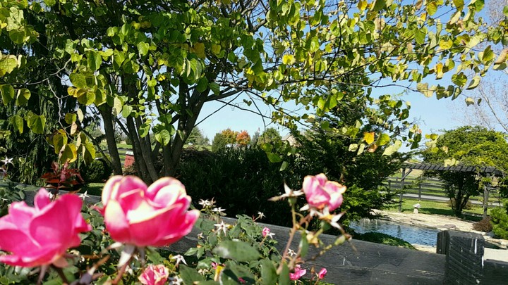 Flower Garden