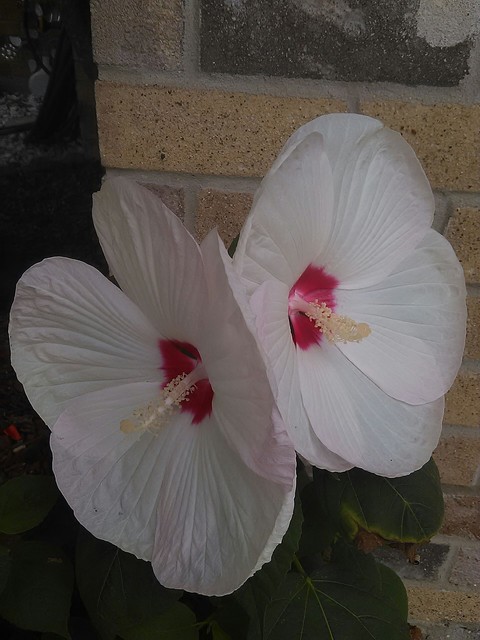 Flower / Flor