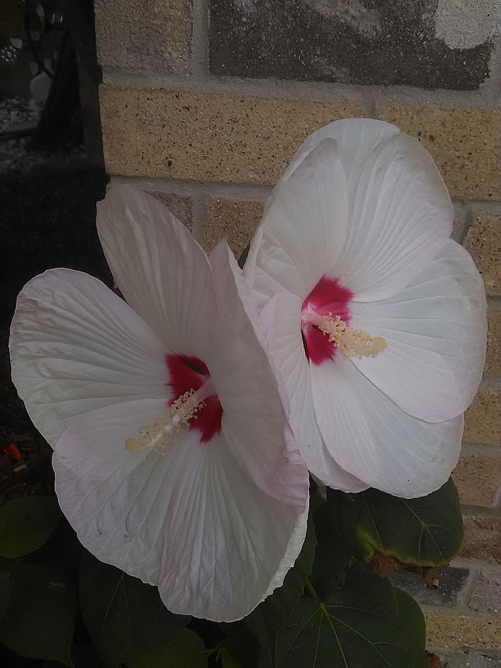 Flower / Flor