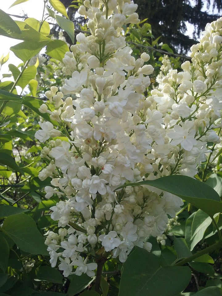 lilac