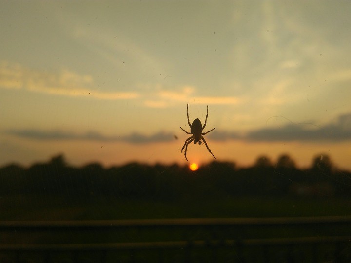 spider