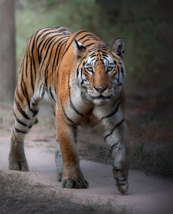 #animal